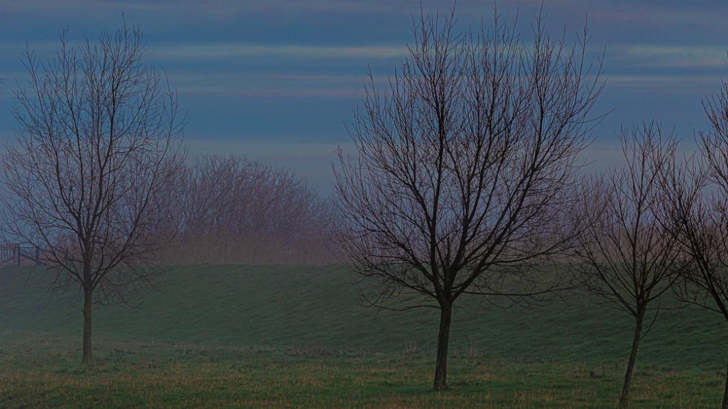 bomen